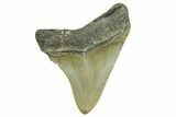 Serrated, Juvenile Megalodon Tooth - North Carolina #368055-1